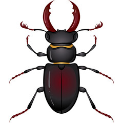 Vector illustration with insect beetle. Set isolated on white background. Stag beetle, beetle deer