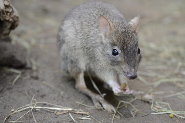Bürstenschwanz-Rattenkänguru