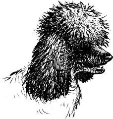 Freehand drawing of head funny black and white poodle