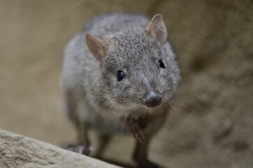Bürstenschwanz-Rattenkänguru
