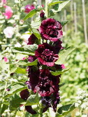 Haute tige dressée d'Alcea rosea 'Chater’s Double violet' ou Rose trémière à fleurs doubles ressemblant à des pompons mauve violacé