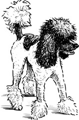 Sketch of funny sheared black and white poodle