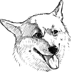 Sketch of head cheerful corgi dog