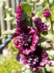 Alcea Rosea plena | Rose trémière 'Chater's Double Violet' ou Passerose à grandes fleurs...