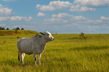 Nelore cattle in green pasture