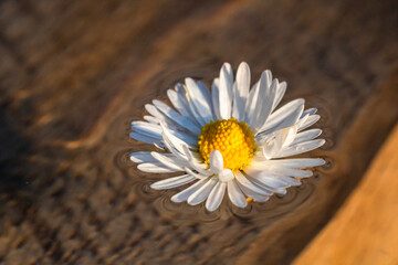 Macro shot of a white daisy, bellis perennis isolated on water. © Vlad Ispas