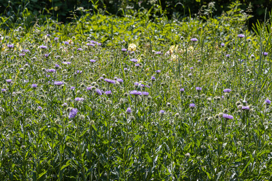 Blue fleabane flowers with beautiful green leaves bloom in spring in the garden