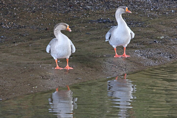 Geese on the banks of the River Teign	