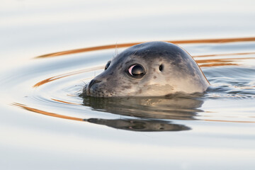 Common Seal Pup (Phoca vitulina) swimming in an estuary in the golden hour after sunrise