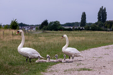 An image of the landscaped natural landscape 'Het Waalbos' in Rijsoord/ Ridderkerk. With beautiful species of small and large animals that can live in great freedom with all the space they need.