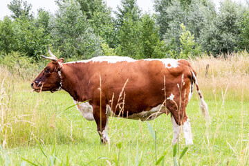 Naklejka premium An image of the landscaped natural landscape 'Het Waalbos' in Rijsoord/ Ridderkerk. With beautiful species of small and large animals that can live in great freedom with all the space they need.