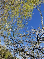 spring blossom and birch tree branches against blue sky