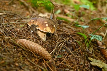 Edible mushroom boletus growing in the forest.