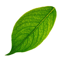 One green leaf close up isolated on white background.