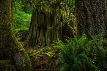 Haunted Forest in the Pacific Northwest USA
