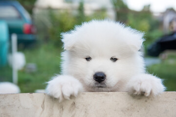 White fluffy Samoyed puppy peeking out from the fence