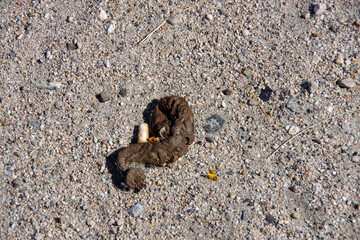 Dog poop on the desert sand