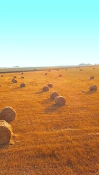 The drone flies over the golden field in the fall, shooting the harvest of grain crops. Rolled bales of hay or stacks of straw are laid out all over the meadow. Summer, sunset time. Rural landscape.