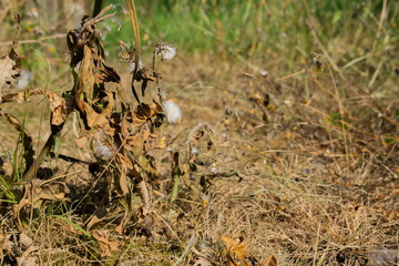 A Destroyed Groundsel Garden Weed, Showing the Dead Head with Leaf and Seed Pods of the Perennial Plant.