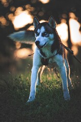 Obraz premium Siberian Husky in the backlit of the setting sun