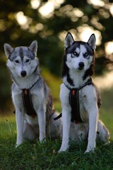 Siberian Husky in the backlit of the setting sun