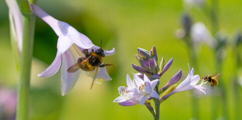 Bombus terrestris or large earth bumblebee in the garden