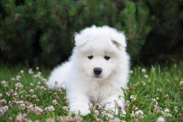 Funny Samoyed puppy on the green grass