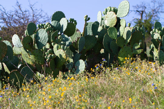 cactus and wildflowers - Oklahoma