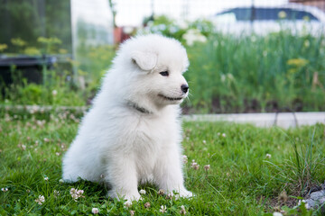 Funny Samoyed puppy on the green grass