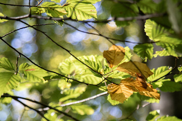 Green leaves in backlight