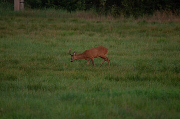 deer in the woods