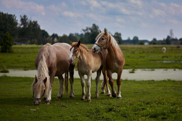 Horses on the background of a rural landscape