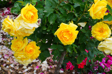Yellow Carte d Or rose flower growing in the garden