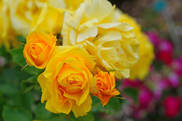Yellow Carte d Or rose flower growing in the garden