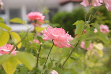 Garden of pink roses in bloom
