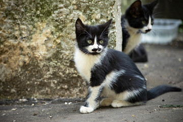 Homeless cat on the street. Black and white cat in the yard.