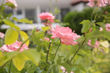 Garden of pink roses in bloom
