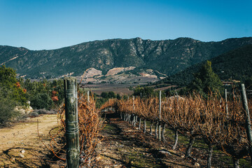 Winter view of one of the best producers of chilean wine. Vineyard landscape. Colchagua, Santa...