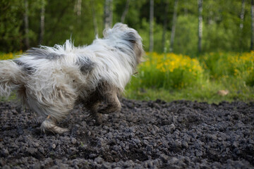 The dog walks in nature. White shaggy terrier.