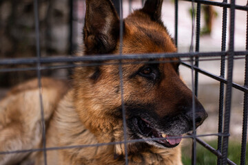 Closeup photo portrait of a german shepherd in a cage