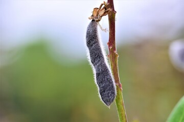 Close up of a black ripe lupine pod against a blurred green background