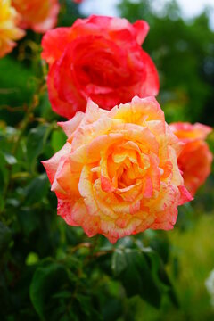 Pink yellow orange Marvelle (tropical sunset) rose flower growing in the garden