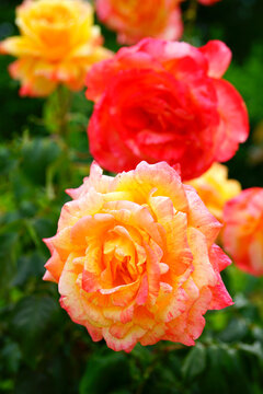 Pink yellow orange Marvelle (tropical sunset) rose flower growing in the garden