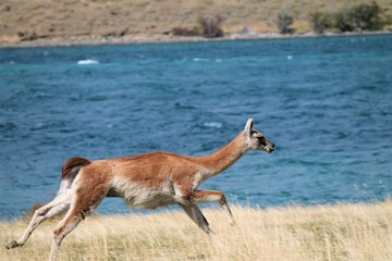 Guanaco (Lama guanicoe) running at Torres del Paine National Park, Chile