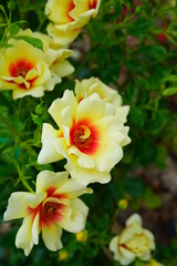 Yellow and orange Glorious Babylon Eyes rose flower growing in the garden