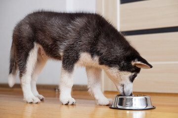 Obraz premium Cute Husky puppy eating from a bowl at home. The puppy is eating food. Adorable pet