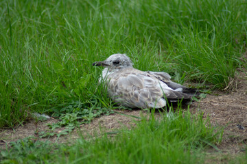 Black-headed gull when nesting