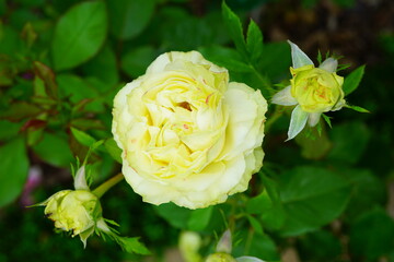 Yellow Sherwood rose growing in the garden
