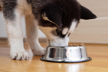 Cute Husky puppy eating from a bowl at home. The puppy is eating food. Adorable pet © spyrakot