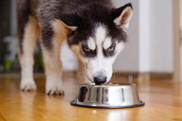Cute Husky puppy eating from a bowl at home. The puppy is eating food. Adorable pet